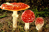 Stages in life of Amanita muscaria