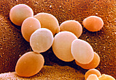 Yeast,Saccharomyces cerevisiae