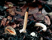 Dog stinkhorn fungi