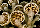 Bitter panellus mushrooms