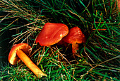 Crimson wax cap mushrooms