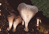 Polypore fungi