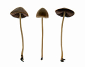 Conocybe tenera mushrooms