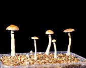 Magic mushrooms