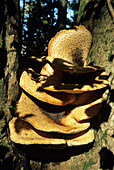 Dryad's Saddle mushrooms