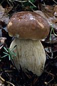 Cep