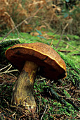 Boletus erythropus mushroom