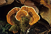 Yellow curtain crust fungi