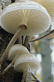 Porcelain mushrooms