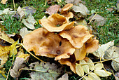 Dark honey fungi