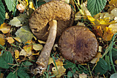 Brown birch bolete fungi