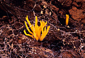 Yellow staghorn fungi