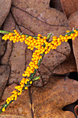 Slime mould fungus