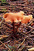 Common deceiver mushrooms