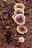 Greasy tough-shank mushrooms