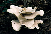 Fungus (Lepista caespitose)