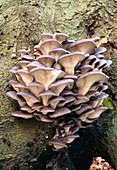 Oyster mushroom fungus