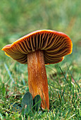 Crimson wax cap mushroom