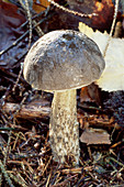 Brown birch boletus mushroom
