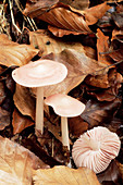 Lilac bell cap mushrooms