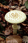 False death cap mushroom