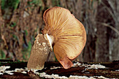 Honey fungus mushroom