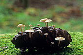 Spruce-cone cap fungi