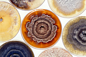 Cultures of pathogenic Phomopsis fungus