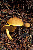 Velvet bolete mushrooms