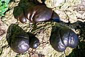 Cramp balls fungi