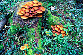 Gill fungi