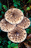 Shaggy parasol mushrooms