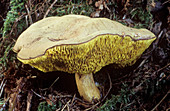 Bay boletus mushroom