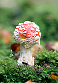 Fly agaric mushroom (Amanita muscaria)