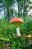 Fly agaric mushroom (Amanita muscaria)