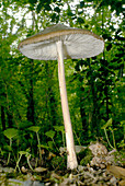 Oudemansiella radicata mushroom