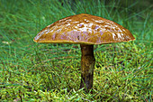 Larch bolete fungus (Suillus grevillei)
