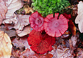 Cortinarius puniceus