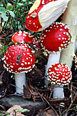 Fly agaric fungi