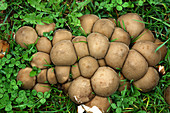 Stump puffball fungi