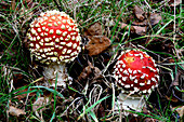 Fly agaric fungi