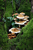 Shaggy pholiota fungi