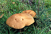Orange birch bolete fungi