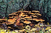 Shaggy scalycap fungi