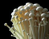 Enoki mushrooms (Flammulina velutipes)