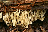 Crown coral fungus
