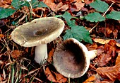 Shrimp mushrooms (Russula xerampelina)