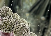 Aspergillus fumigatus fungus,artwork