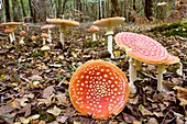 Fly agaric fungi