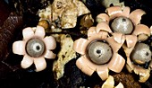Earth star fungi with spore sacs